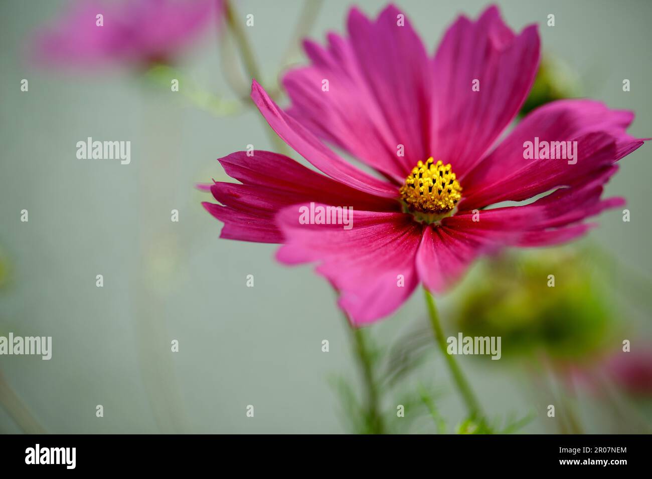Purple summer flower hi-res stock photography and images - Alamy