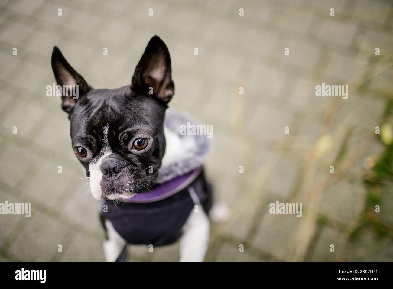 do boston terriers like the cold