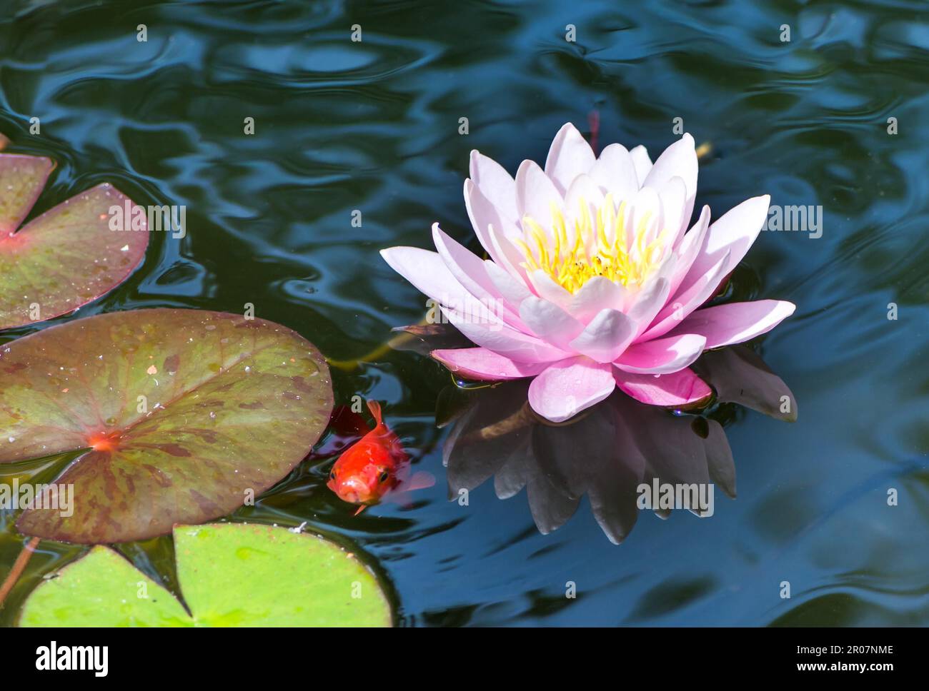 Goldfish swimming under a pink water lily blossom Stock Photo