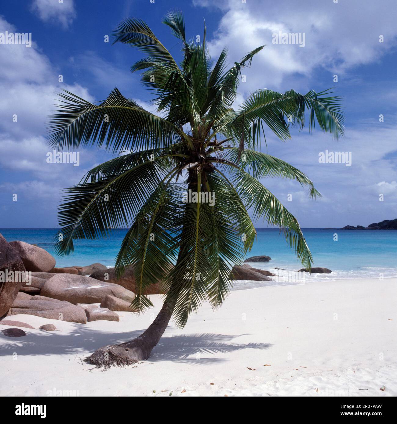 Einzelne Palme auf einem weissen Sandstrand vor dem blauen Meer, Praslin, Seychellen Stock Photo