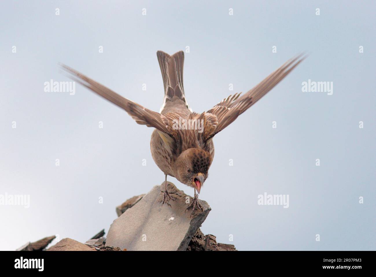 Alpine rock rose hi-res stock photography and images - Alamy