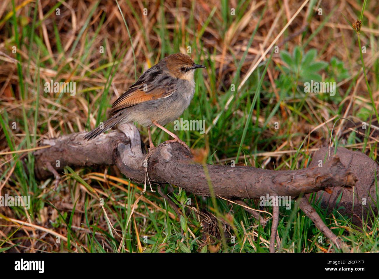 Lugubris, Rueppell's Cisticola, Rueppell's Cisticola, winding cisticola