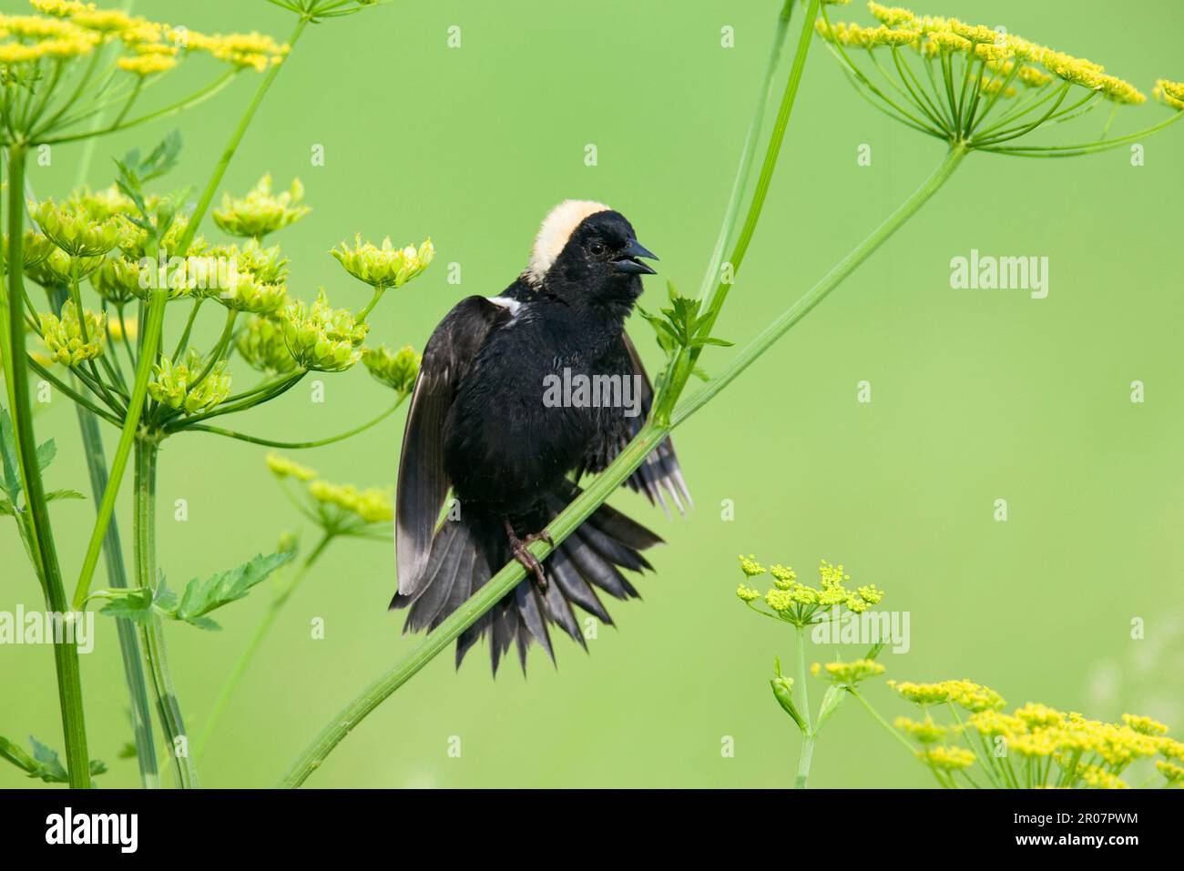 Bobolink (Dolichonyx oryzivorus) adult male, singing and displaying, perched on wild parsnip