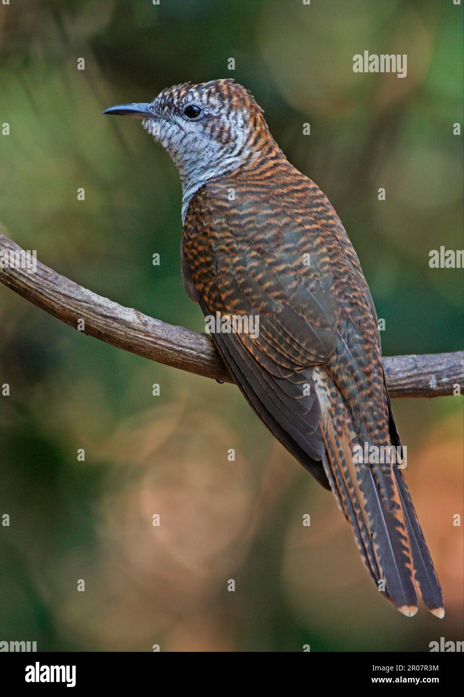 Banded Bay Cuckoo (Cacomantis sonneratii) adult, perched on vine stem, Kaeng Krachan N. P. Thailand Stock Photo