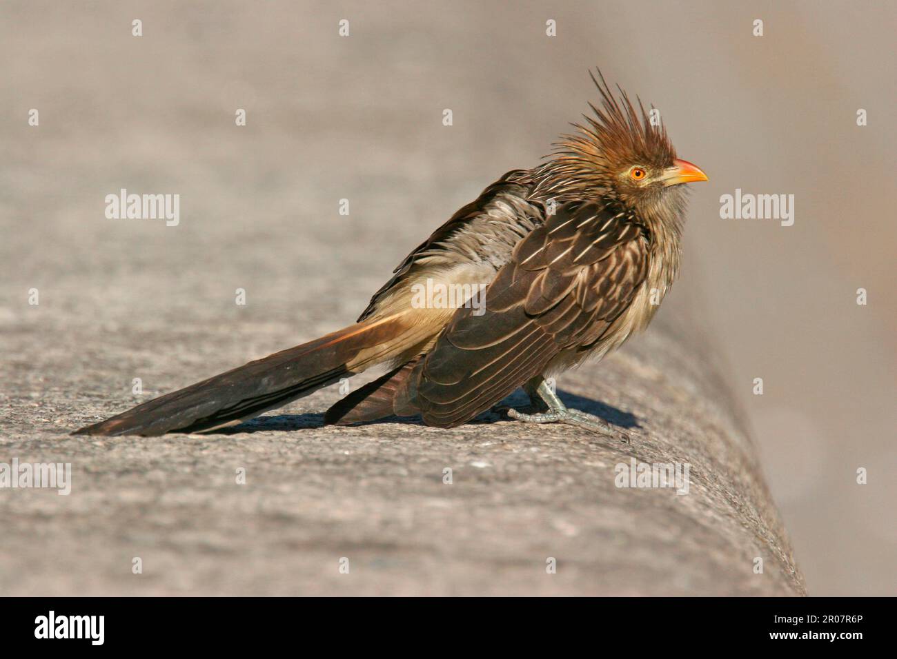 Guira cuckoos (Guira guira), Guira Cuckoo, animals, birds, cuckoo birds, Guira Cuckoo adult, standing on wall in city street, Buenos Aires, Argentina Stock Photo