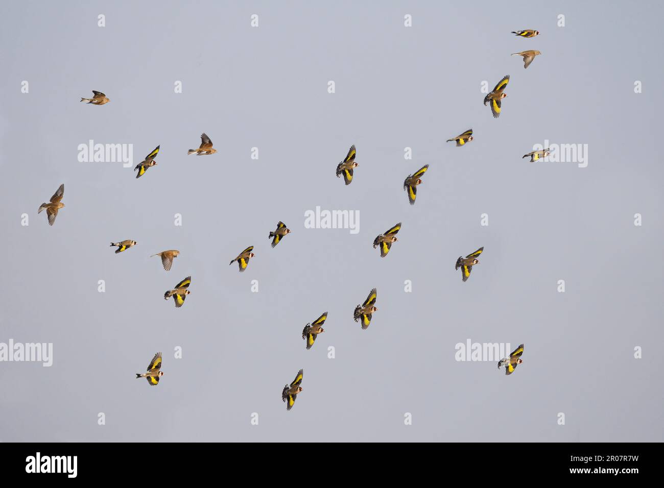 European european goldfinch (Carduelis carduelis) and linnet (Carduelis cannabina) mixed flock in flight, Spain, winter Stock Photo