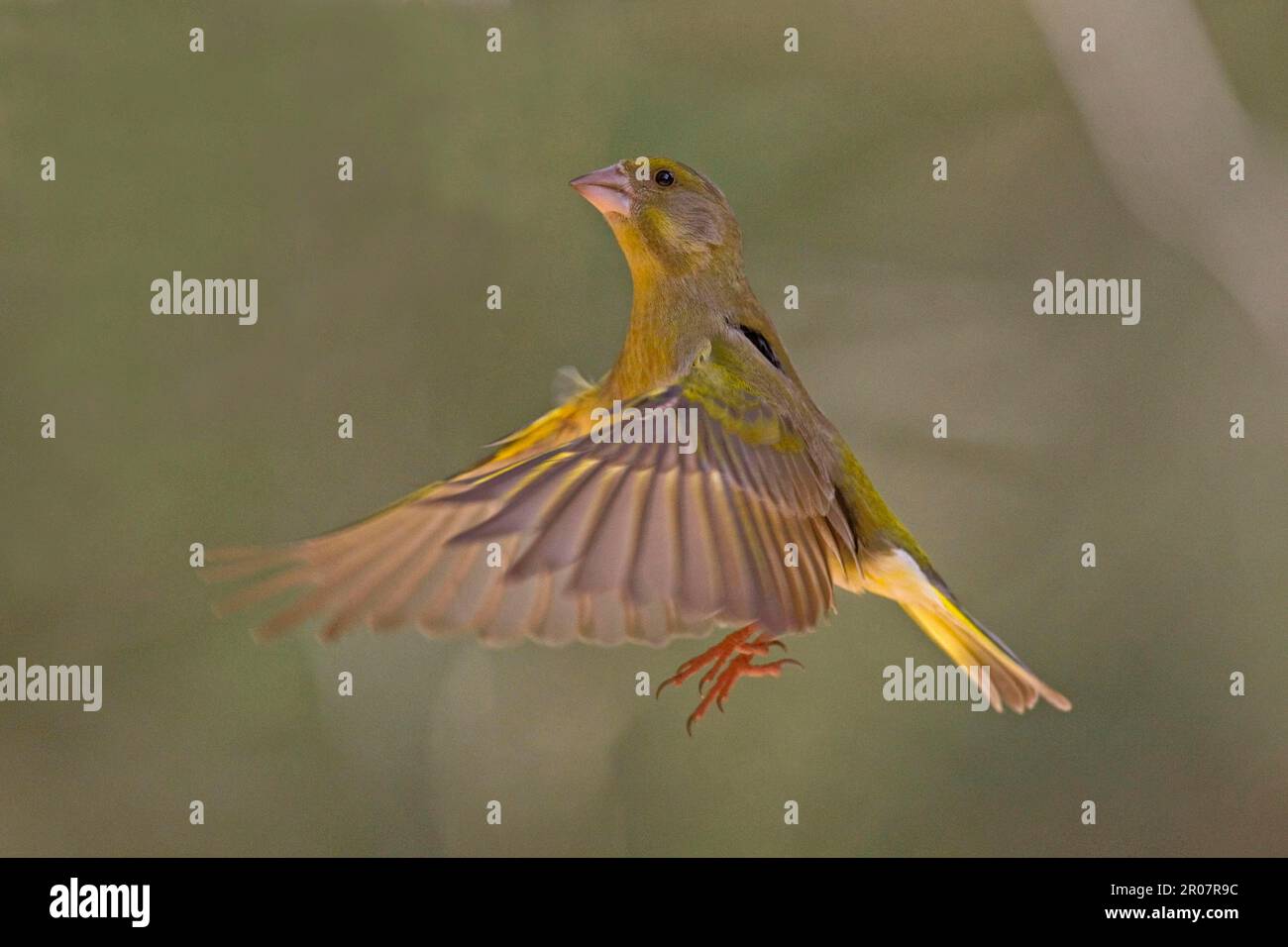 Greenfinch, european greenfinches (Carduelis chloris), songbirds