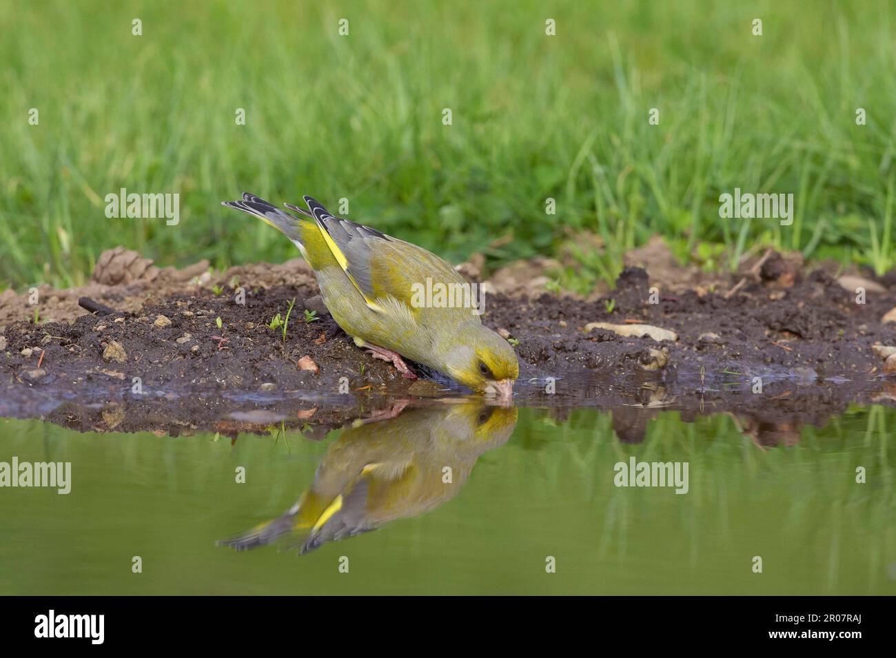 Greenfinch, european greenfinches (Carduelis chloris), songbirds