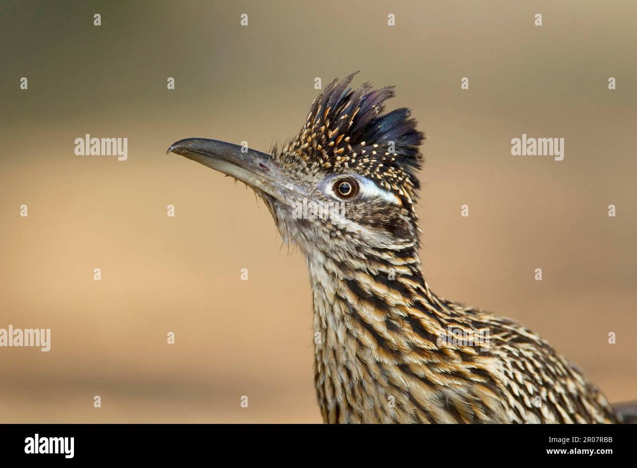 Close up of a roadrunner hi-res stock photography and images - Alamy