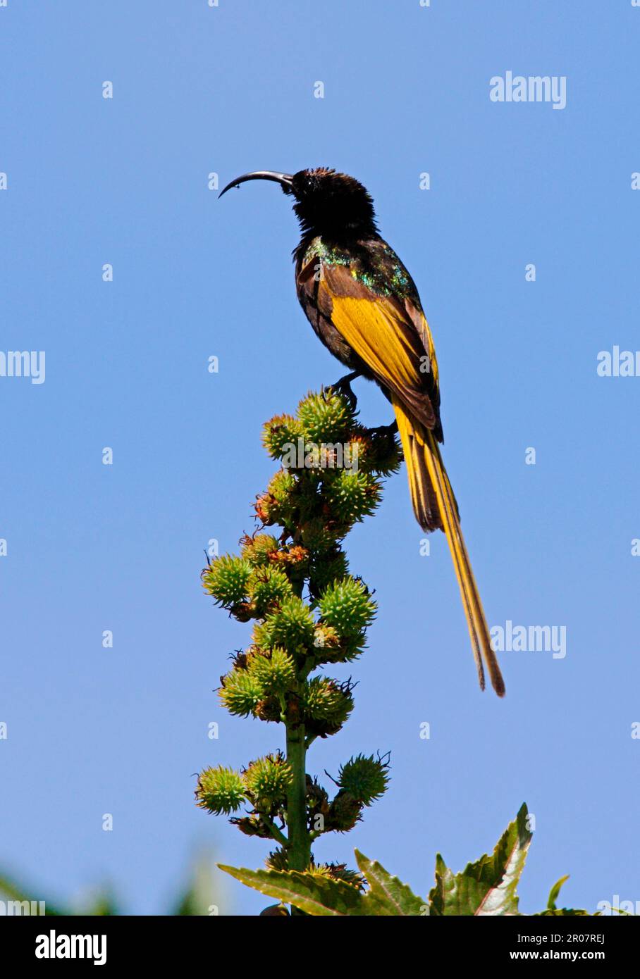 Golden-winged Sunbird, Golden-winged Sunbirds, nectar birds, songbirds, animals, birds, Golden-winged Sunbird (Nectarinia reichenowi) adult male Stock Photo
