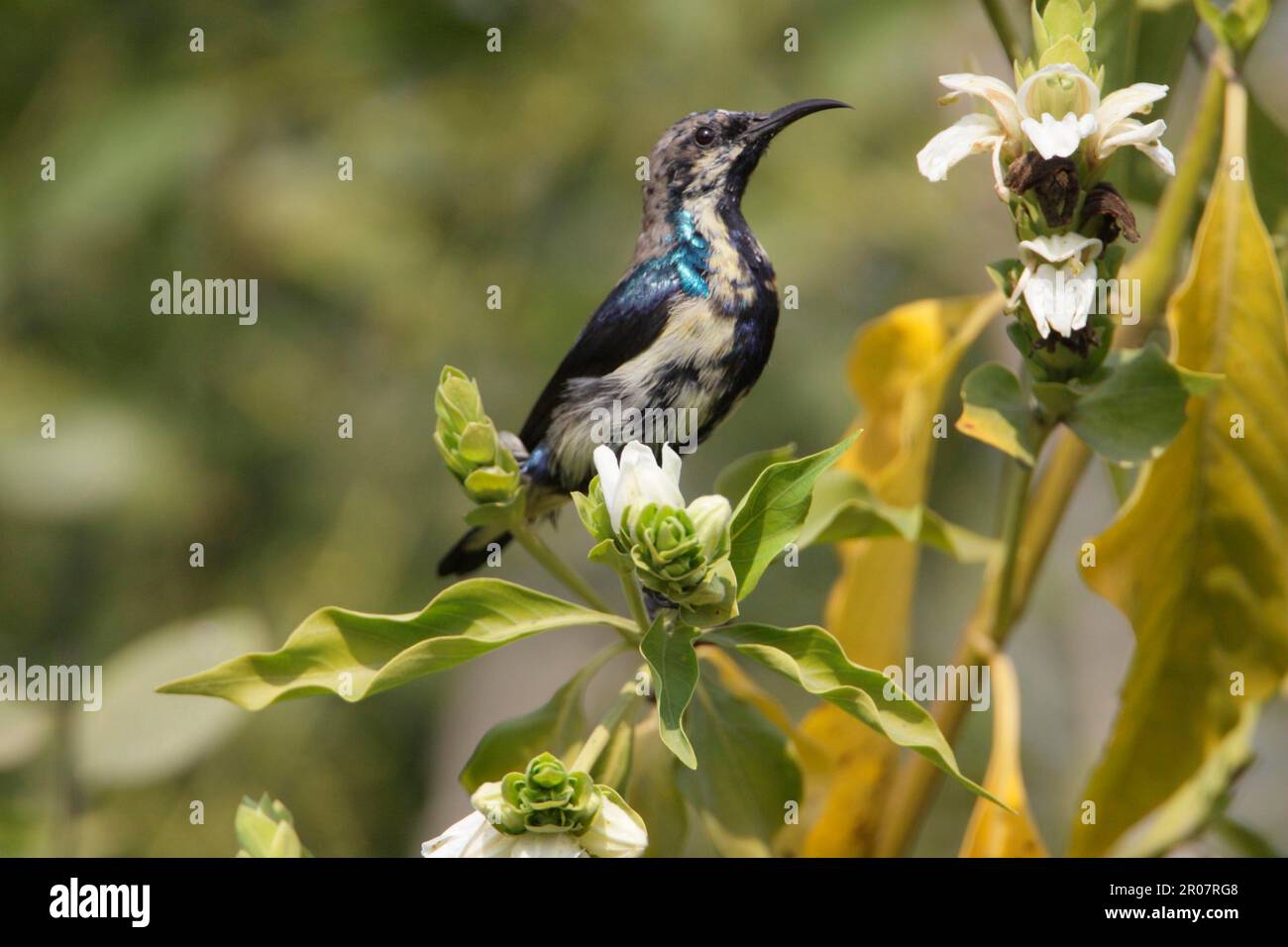 Purple Sunbird (Cinnyris asiaticus) adult male, in eclipse plumage, perched at flowers, Keoladeo Ghana N. P. (Bharatpur), Rajasthan, India Stock Photo