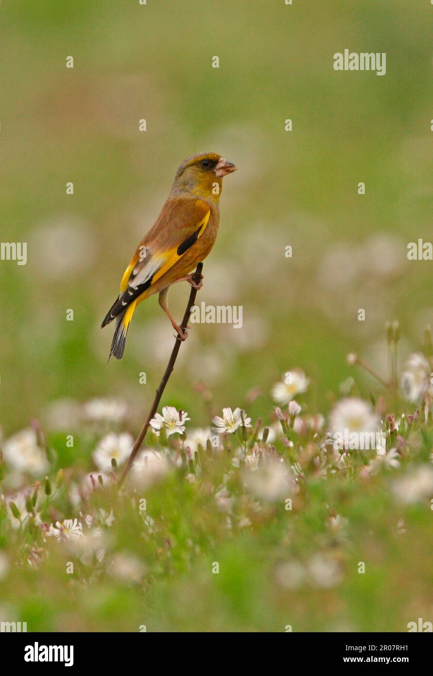 Ussuriensis, grey-capped greenfinch (Chloris sinica), Chinese Greenfinches, Songbirds, Animals, Birds, Finches, Oriental Greenfinch (Carduelis sinica Stock Photo