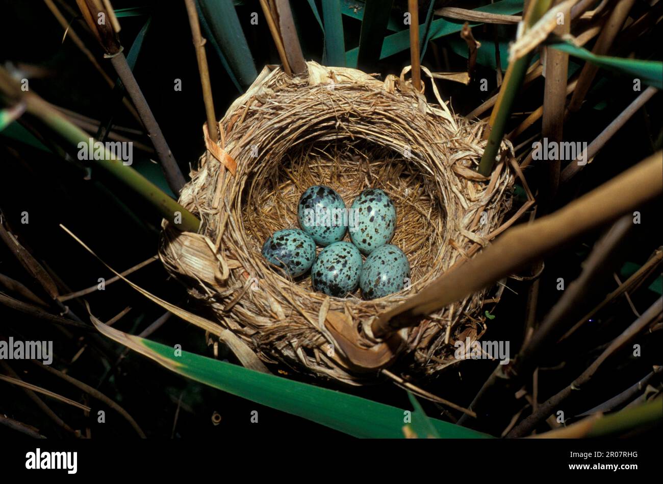 Great reed warbler (Acrocephalus arundinaceus), Songbirds, Animals
