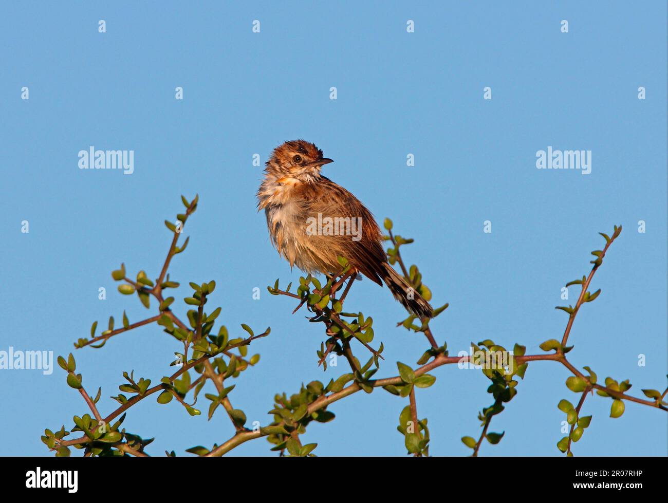 Cisticola, songbirds, animals, birds, Fantailed Warbler (Cisticola