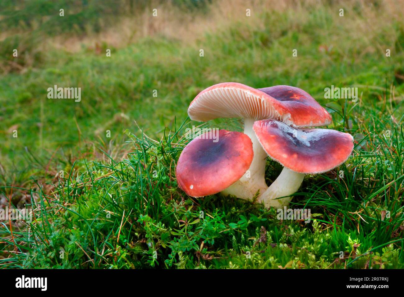 Rosy Russula (Russula lepida) fruiting bodies, growing amongst grass in woodland, Leicestershire, England, United Kingdom Stock Photo