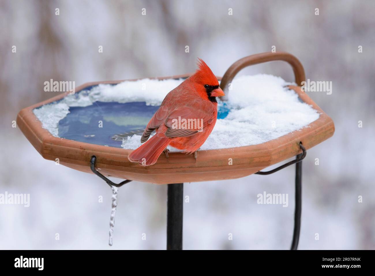 Northern Cardinal (Cardinalis cardinalis) adult male, perched at garden birdbath with heater in snow (U.) S. A. winter Stock Photo