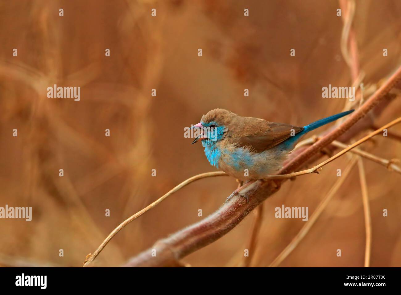 Red-cheeked Cordon-bleu (Uraeginthus bengalus) adult female, calling, perched on stem, Gambia Stock Photo