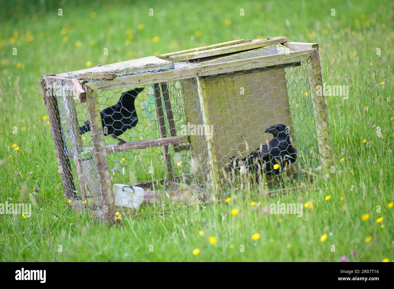 Carrion Crow (Corvus corone), crow, corvids, songbirds, animals, birds, Carrion Crow two adults, in larsen trap, pest control on farm, England Stock Photo