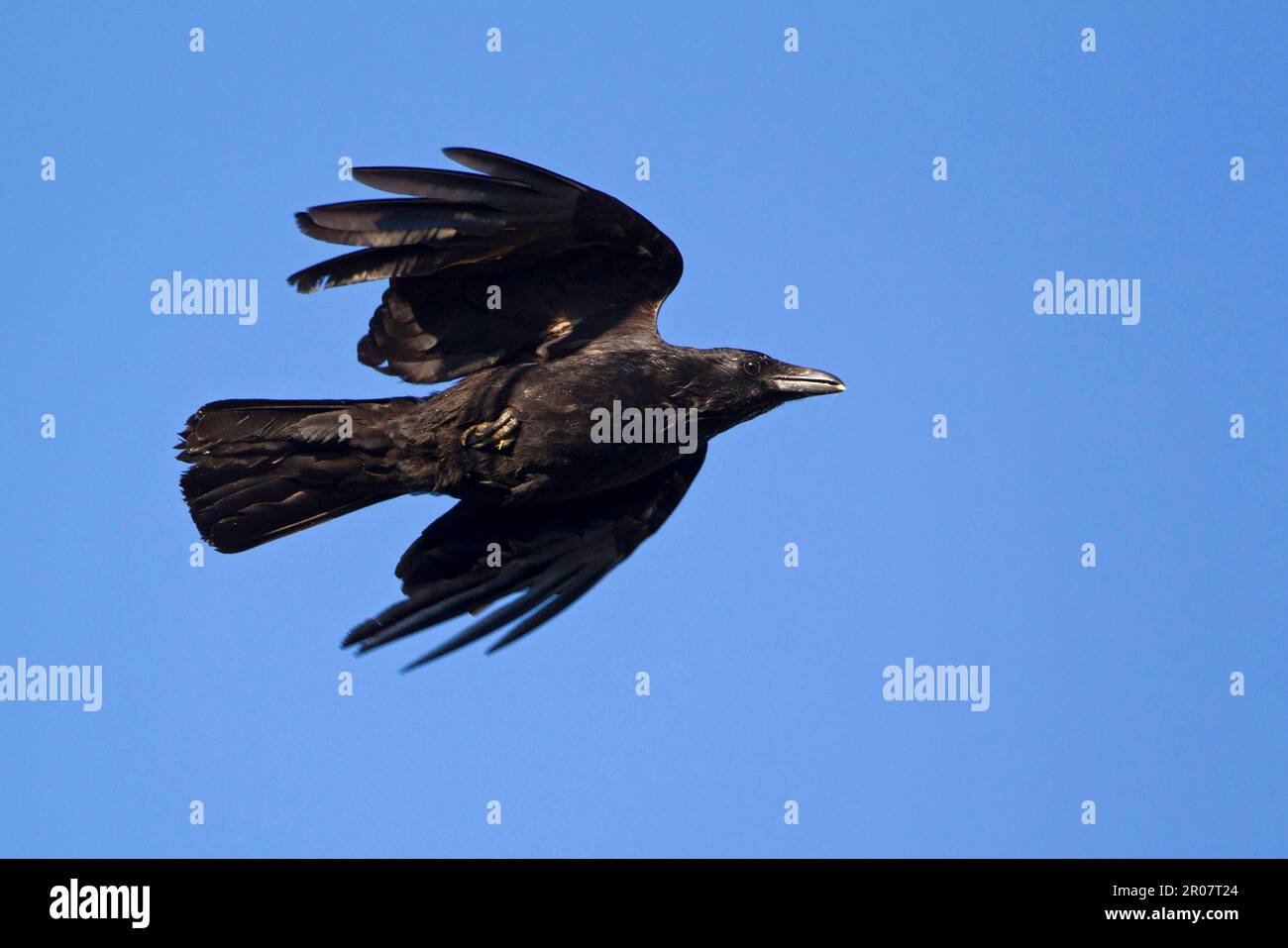 Carrion Crow (Corvus corone), crow, corvids, songbirds, animals, birds