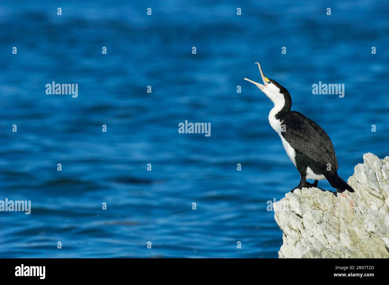 Pied cormorant (Phalacrocorax varius) adult, calling, standing on coastal rocks, Kaikoura, South Island, New Zealand Stock Photo