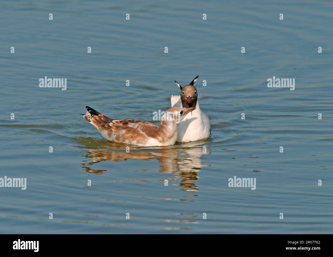 Black-headed Gull (Larus ridibundus) adult in summer plumage, swimming with juvenile begging for food, England, United Kingdom Stock Photo