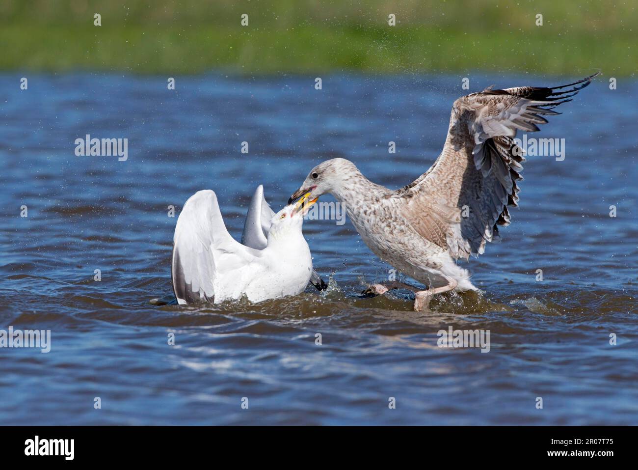 Adult great black-backed gull (Larus argentatus) (Larus marinus), breeding feather, and immature Herring Gull struggling on the water, Suffolk Stock Photo