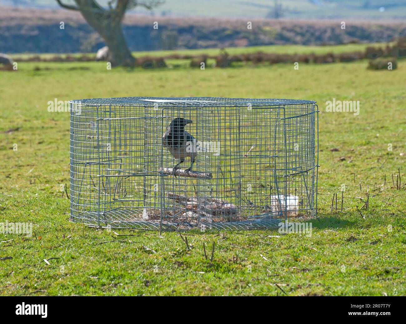 Hooded Crow, hooded crows (Corvus corone cornix) crow, corvids, songbirds, animals, birds, Hooded Crow adult, caught in larsen trap, Lancashire Stock Photo