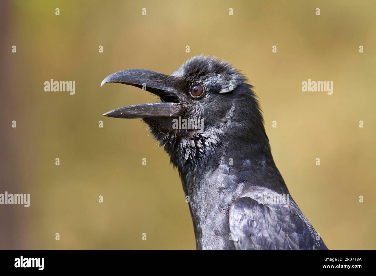 Thick billed Crow large billed crows (Corvus macrorhynchos) corvids Thick billed Crow large billed crows (Corvus macrorhynchos) corvids