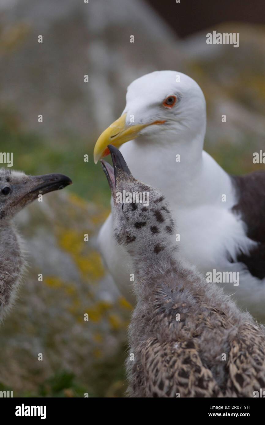 Great Black-backed Gull (Larus marinus) adult with chicks, begging for food, pecking at beak spot, Saltee Islands, Ireland Stock Photo