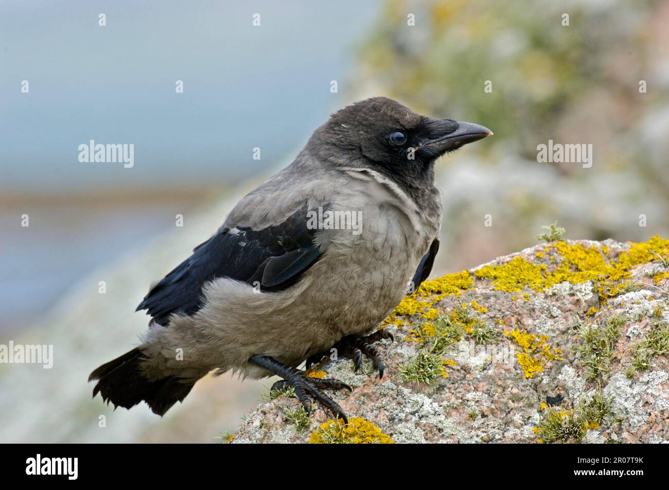 Hooded Crow, hooded crows (Corvus corone cornix) Crow, Corvids, Songbirds, Animals, Birds, Hooded Crow juvenile, perched on rock, Tiree, Inner Stock Photo