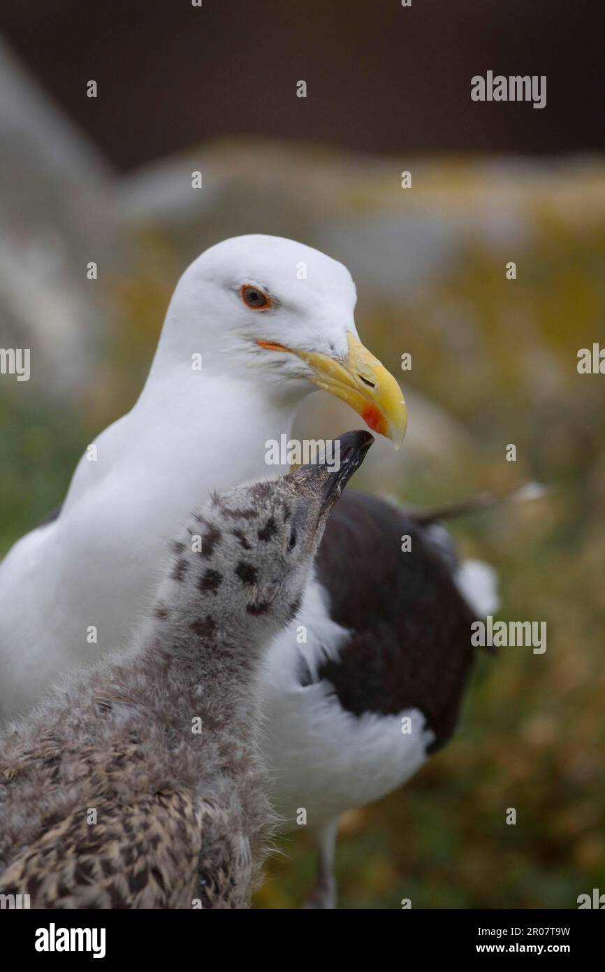 Great Black-backed Gull (Larus marinus) adult with chicks, begging for food, pecking at beak spot, Saltee Islands, Ireland Stock Photo