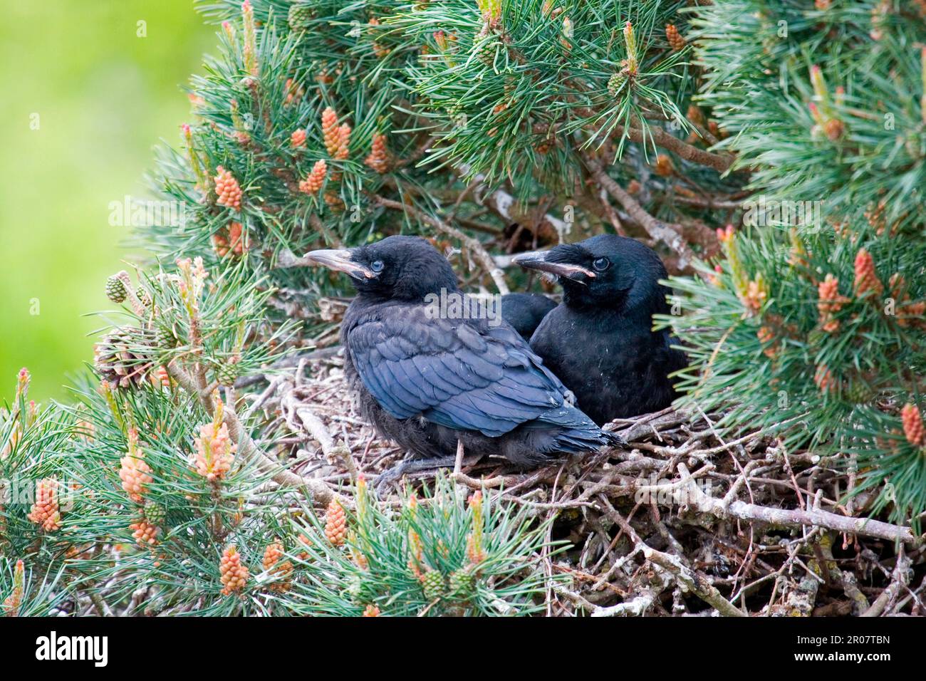Rook, rooks (Corvus frugilegus), crow, corvids, songbirds, animals