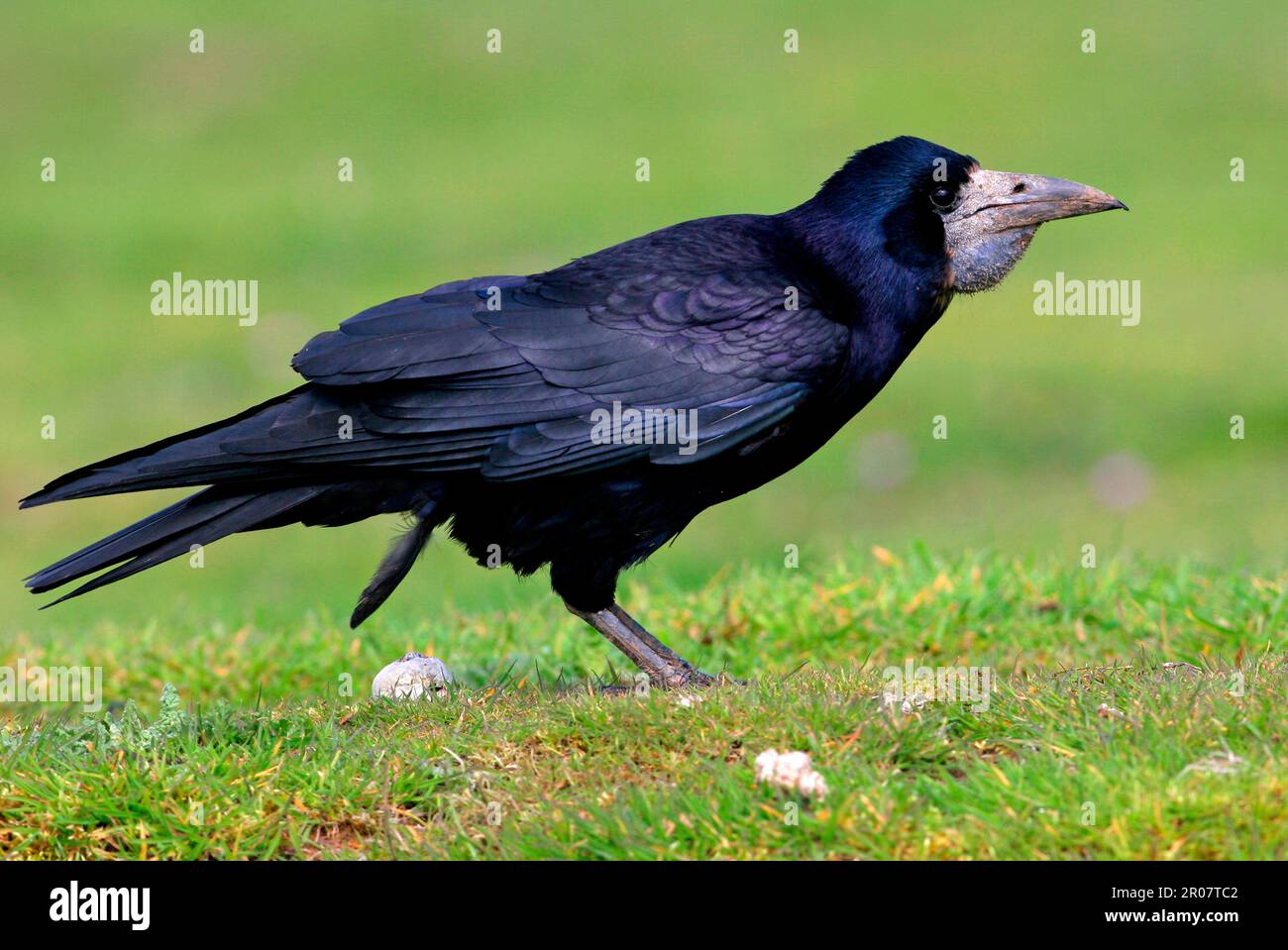 Rook, rooks (Corvus frugilegus), crow, corvids, songbirds, animals