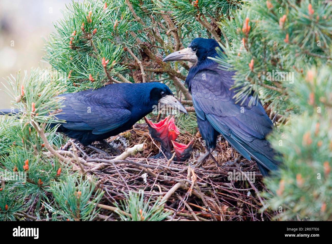 Rook nest hi-res stock photography and images - Alamy