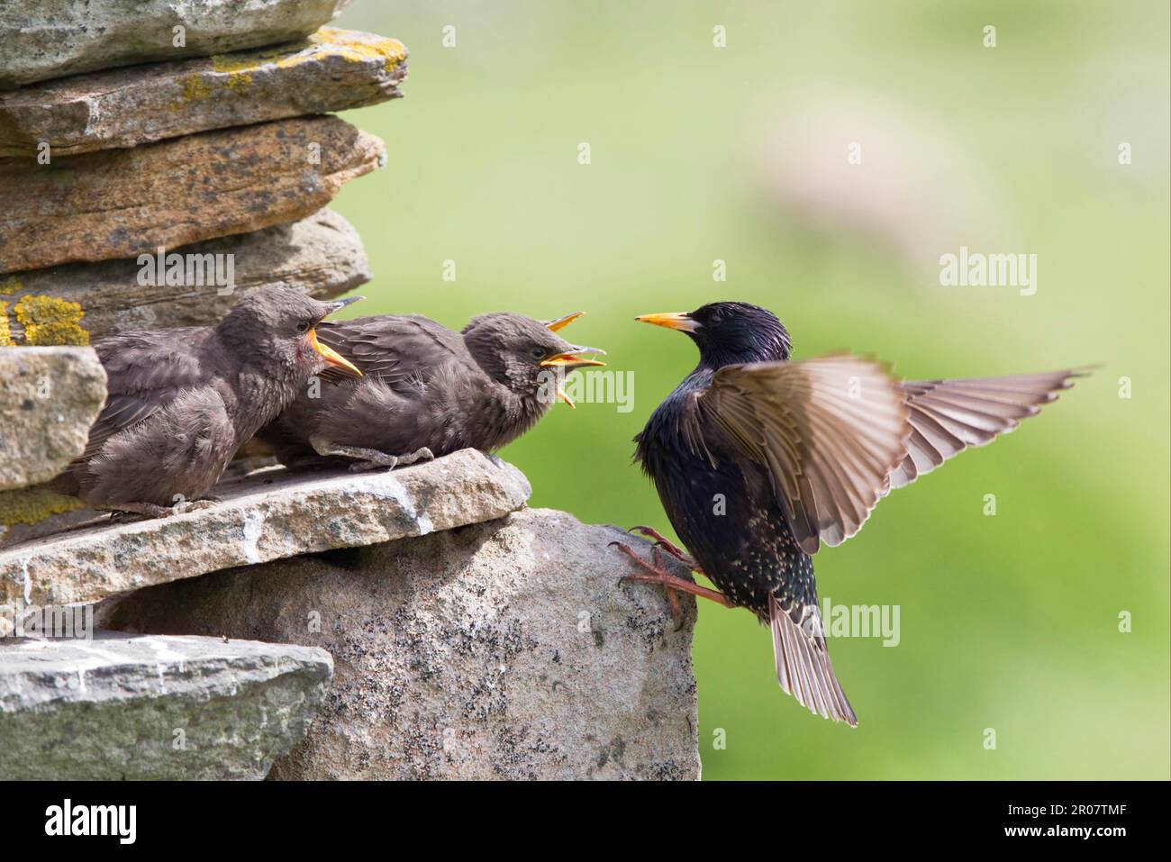 Common Starling (Sturnus vulgaris) adult feeding young, outside nest in drystone wall, Shetland Islands, Scotland, United Kingdom Stock Photo