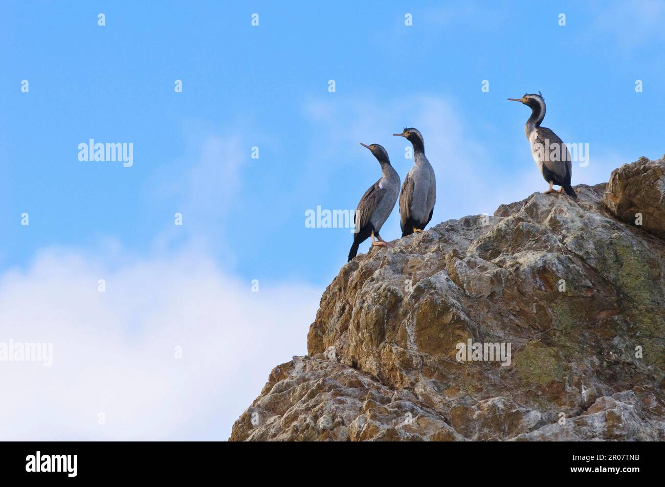 Spotted shag (Phalacrocorax punctatus), Spotted Shag, copepods, animals, birds, Spotted Shag three adults, standing on rock, South Island, New Zealand Stock Photo