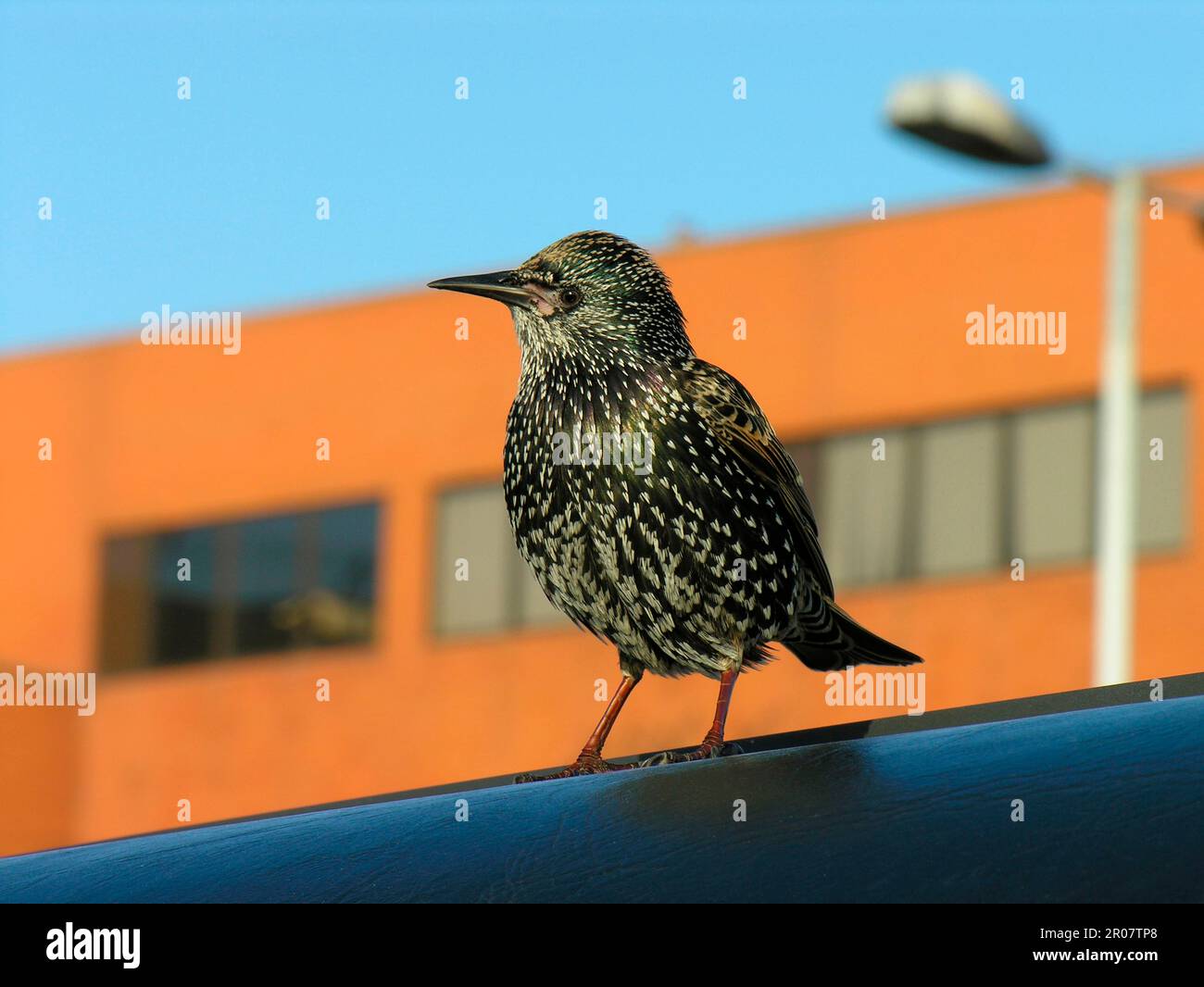 Common common starling (Sturnus vulgaris) adult, winter plumage, in