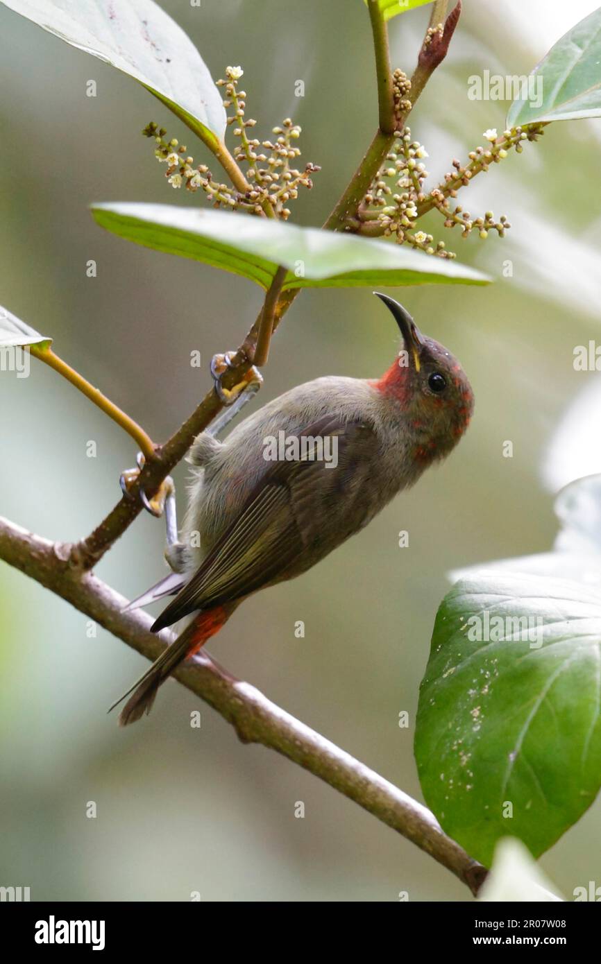 Cardinal Honeyeater, Cardinal Honeyeaters, Animals, Birds, Cardinal Myzomela (Myzomela cardinalis sanfordi) adult female, clinging to twig, Rennell Stock Photo