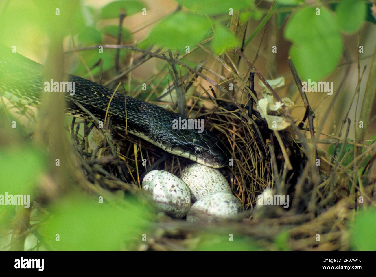 Black Ratsnake (Elaphe obsoleta) adult, feeding on eggs, raiding Northern Cardinal (Cardinalis cardinalis) nest (U.) S. A Stock Photo