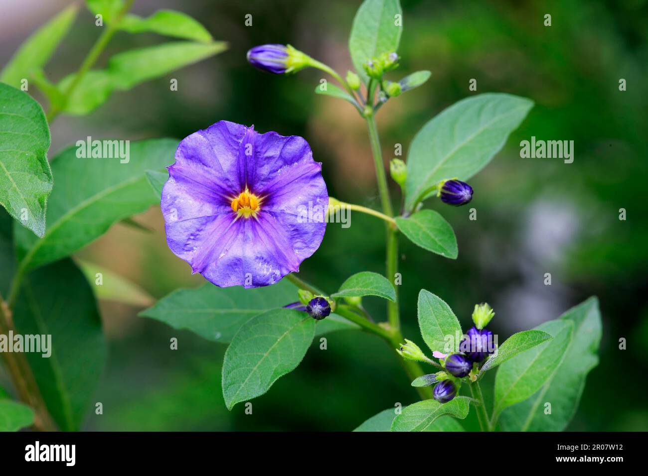Blue blue potato bush (Solanum rantonnetii) Stock Photo