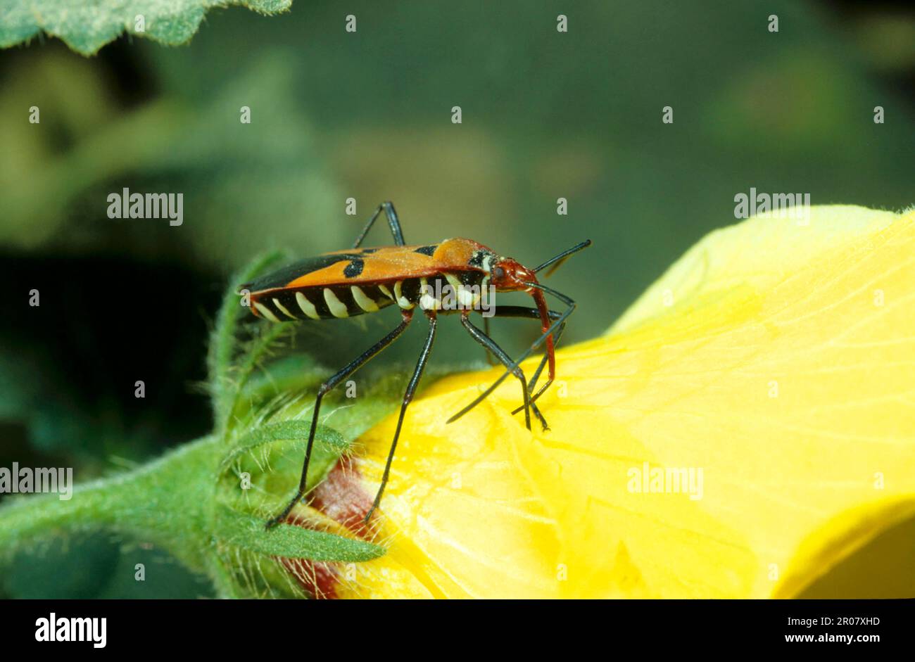 Javanese ground bug Stock Photo - Alamy