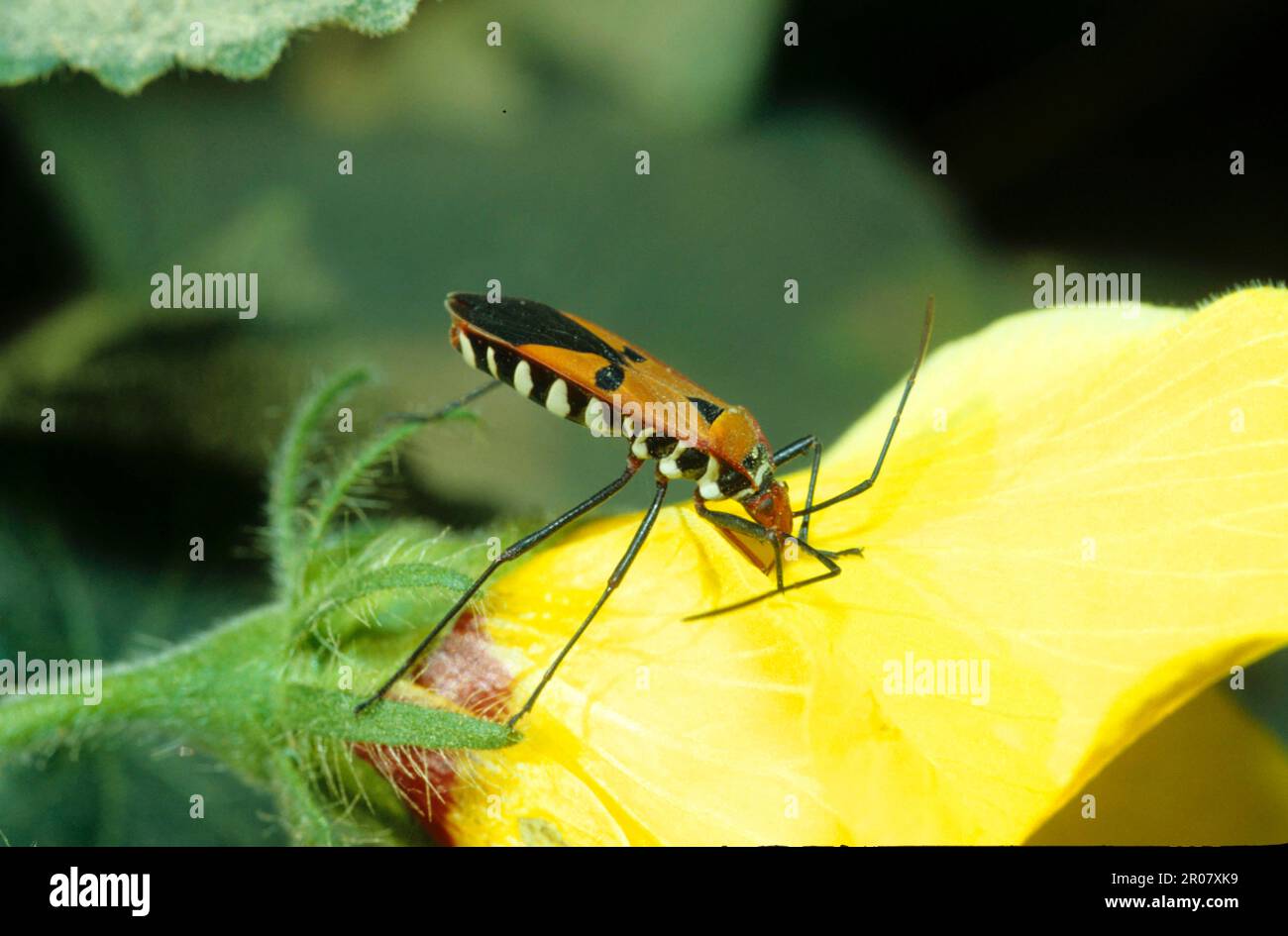 Javanese ground bug Stock Photo - Alamy