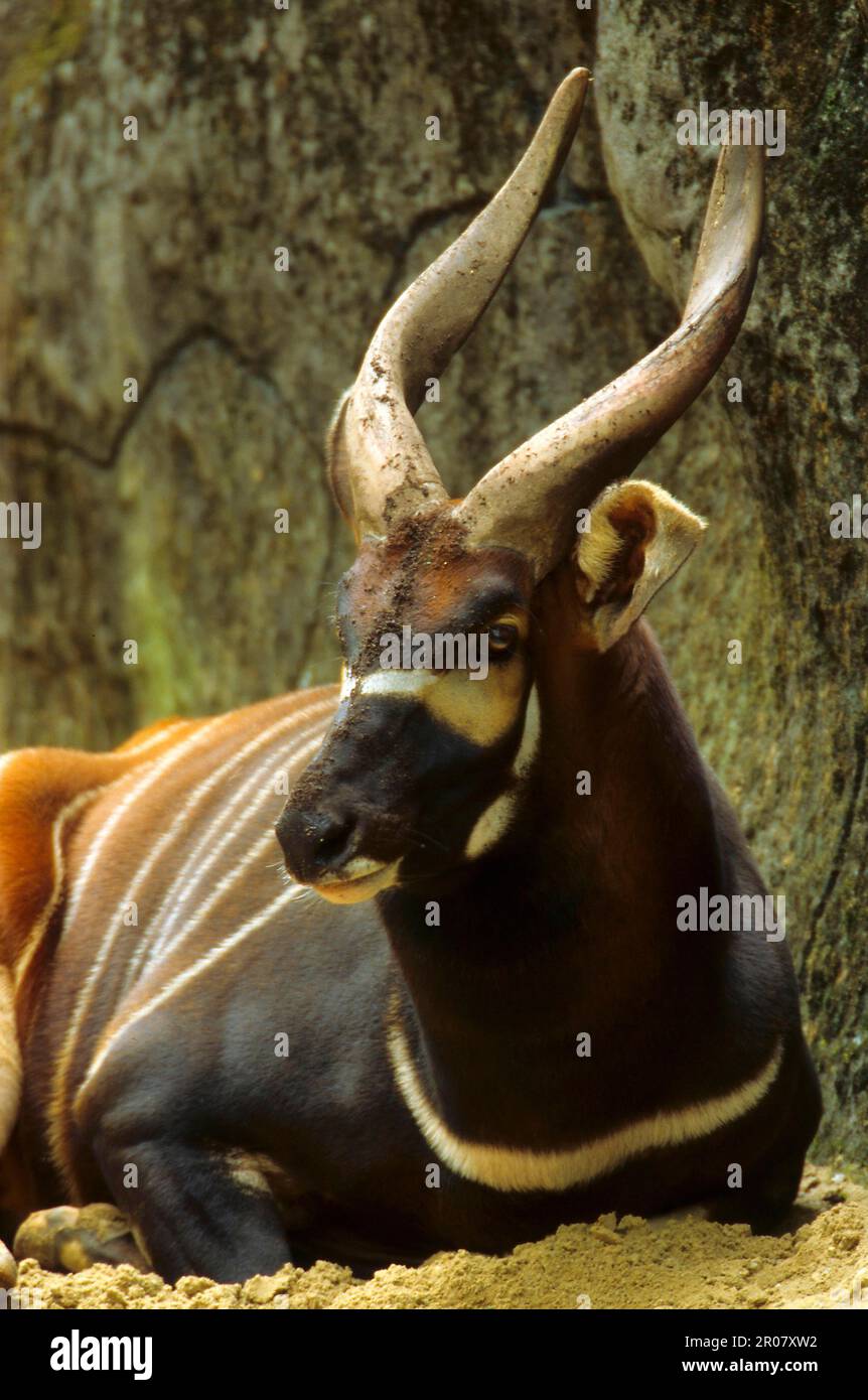 Bongo antelope Stock Photo