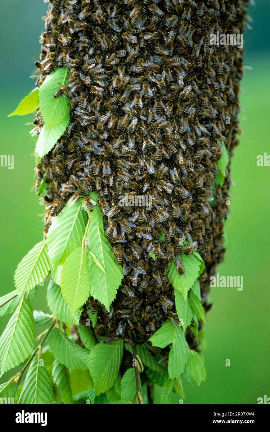 Honey bee cluster, bee swarm Stock Photo - Alamy