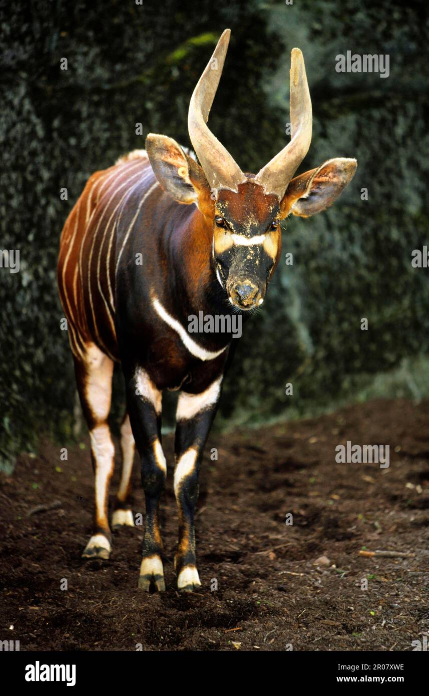 Bongo antelope Stock Photo