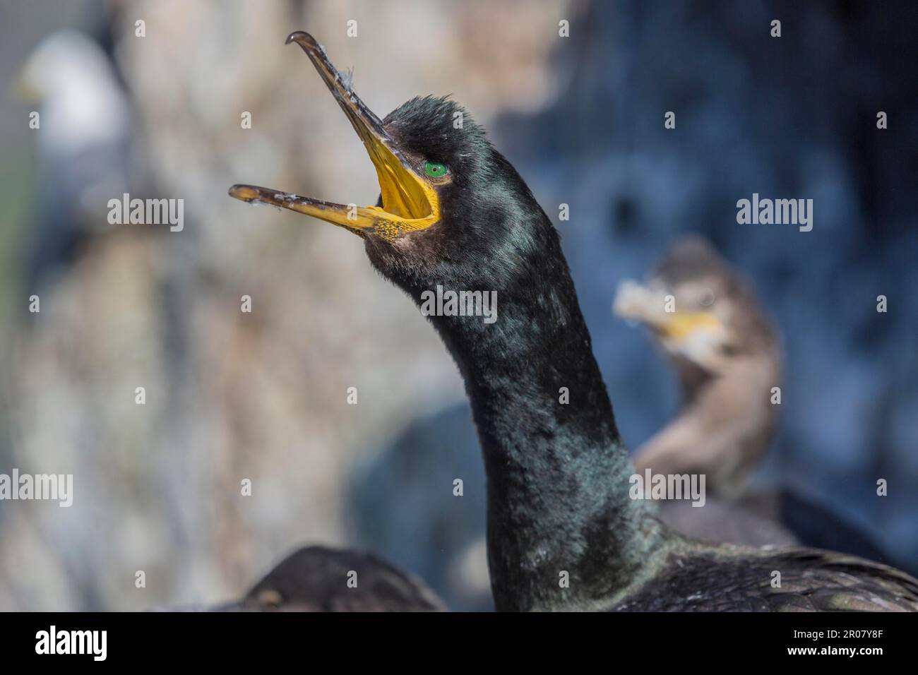 Common shag (Phalacrocorax aristotelis), Iceland Stock Photo