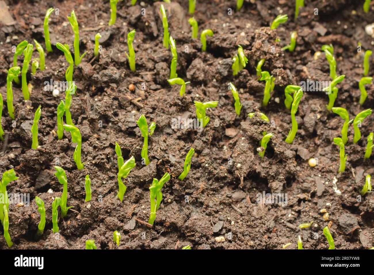 Sprouts in soil. Growing plants. New life concept. Home growing concept. Young green plants. Spring cultivation. Farmland close up. Stock Photo