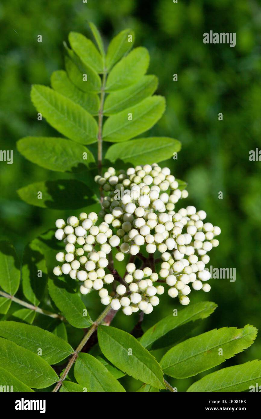 The rowan tree (or mountain ash) has tiny globe-like flower buds before they open into blossom. In the autumn red or orange berries will grow in their Stock Photo