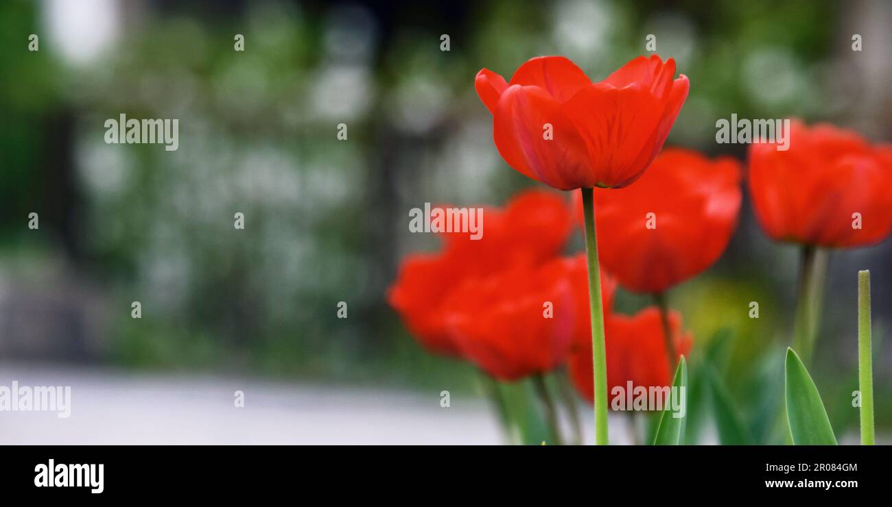 bunch of red tulips outdoors. beautiful outdoor composition Stock Photo