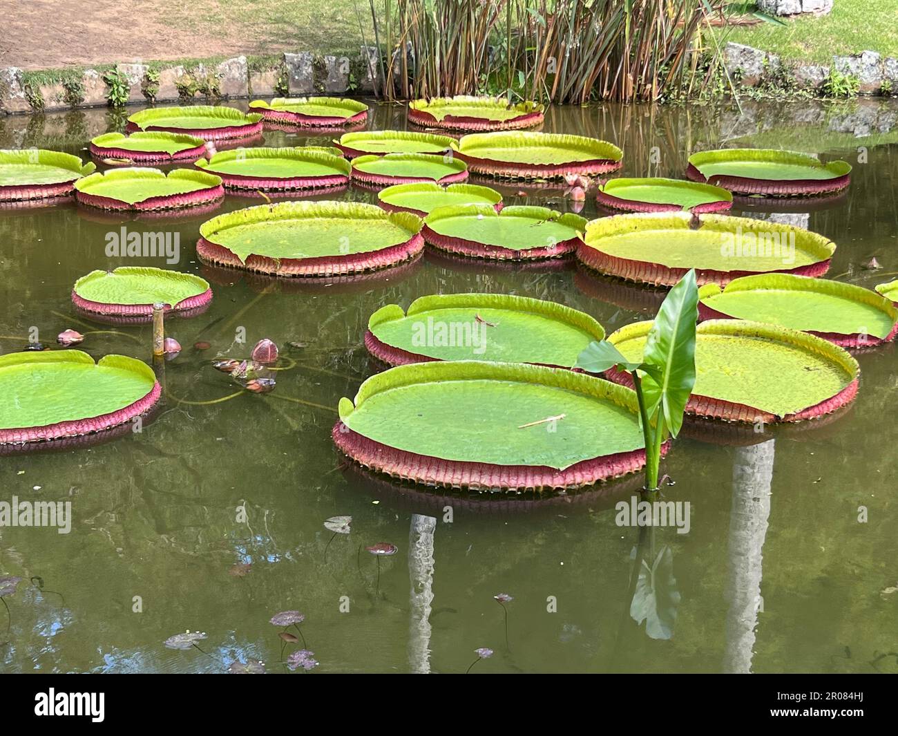 Rio de Janeiro -Brazil 06 may 2023 Water Lily in Botanic Garden Stock Photo